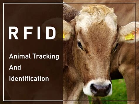 rfid animal tracking|rfid animal identification.